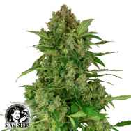 Sensi Seeds Research Black Lights CBD AUTO