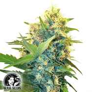 Sensi Seeds Research Double Kush Cake