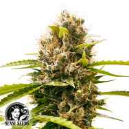 Sensi Seeds Research Mandarine Punch