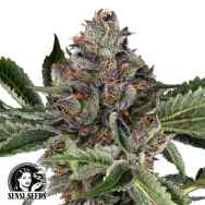 Sensi Seeds Papaya Jealousy