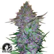 Sensi Seeds Purple Skunk Automatic