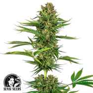 Sensi Seeds Satin Black Domina CBD aka Research #743 CBD