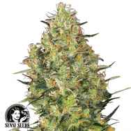 Sensi Seeds Shiva Skunk