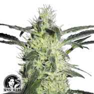 Sensi Seeds Silver Haze