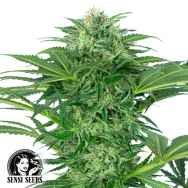 Sensi Seeds Research Skunk Dream CBD