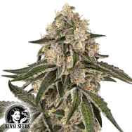 Sensi Seeds Sunset Peach