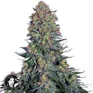 Sensi Seeds Blue Skunk