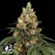 Sensi Seeds Chocolate Rainbow XXL