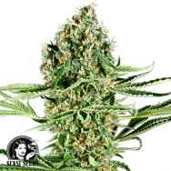 Sensi Seeds Research Critical Runtz