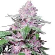 Sensi Seeds Research Purple Cookie Kush