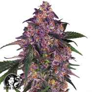 Sensi Seeds Sensi Purple Kush