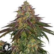 Sensi Seeds Sweet Cherry Kush