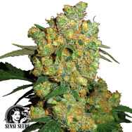 Sensi Seeds Big Bud