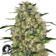 Sensi Seeds Black Domina