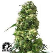 Sensi Seeds Early Skunk