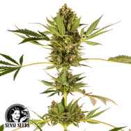 Sensi Seeds Himalayan CBD