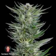Serious Seeds Fruity Durban