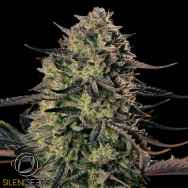 Silent Seeds Alien Gas XXL AUTO