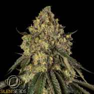 Silent Seeds B-52