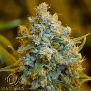 Silent Seeds Critical Jack