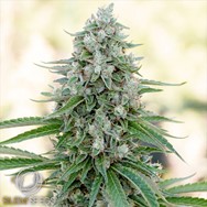 Silent Seeds Critical Mango