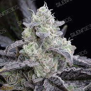 Silent Seeds L.A. Vanilla Cake