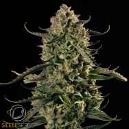 Silent Seeds Mac Dawg XXL AUTO