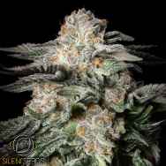 Silent Seeds Mint Candy