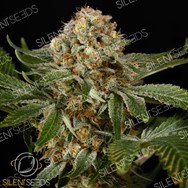 Silent Seeds OG Kush