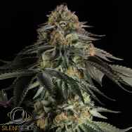 Silent Seeds Rainbow Gas