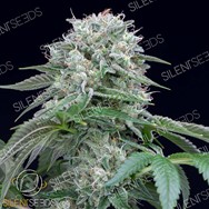 Silent Seeds Starfire OG