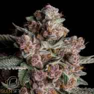 Silent Seeds Tropical Jam