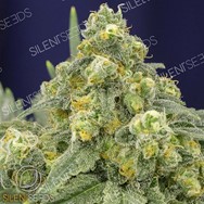 Silent Seeds White Widow