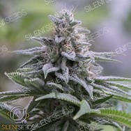 Silent Seeds Zkittlez 2.0