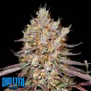 SinCity Seeds Blue Power BX2