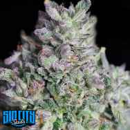 SinCity Seeds Bluntz