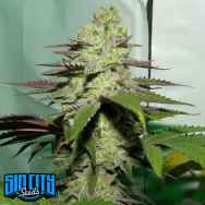 SinCity Seeds Incredible Power