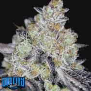 SinCity Seeds Luxor