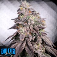 SinCity Seeds Nightmare KushMints