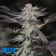 SinCity Seeds Orange Mojito