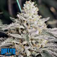 SinCity Seeds SinCity Skunk