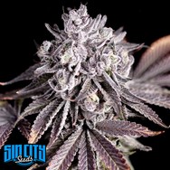 SinCity Seeds White Nightmare BX