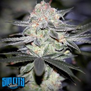 SinCity Seeds WhiteNightmare