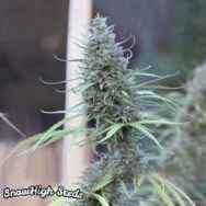 SnowHigh Seeds Blazing Dragon