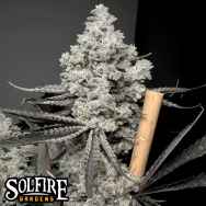 Solfire Gardens Barf Breath