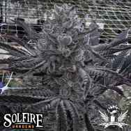 Solfire Gardens Butter Balm
