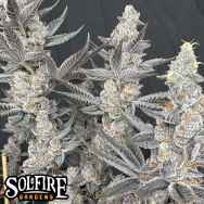 Solfire Gardens Diamond Daggers