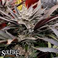 Solfire Gardens FX3