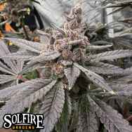 Solfire Gardens Gasserole