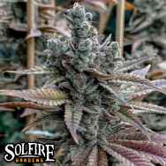 Solfire Gardens Lemon Elixir